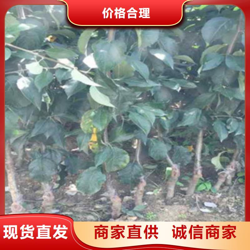 苹果苗-品牌厂家