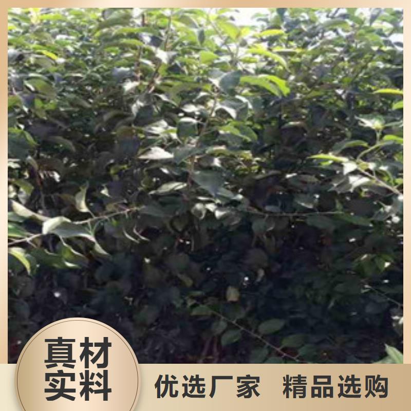 苹果苗订购找大品牌