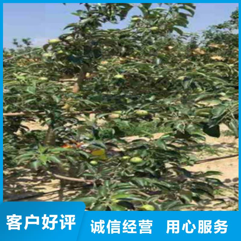 苹果苗品质为本