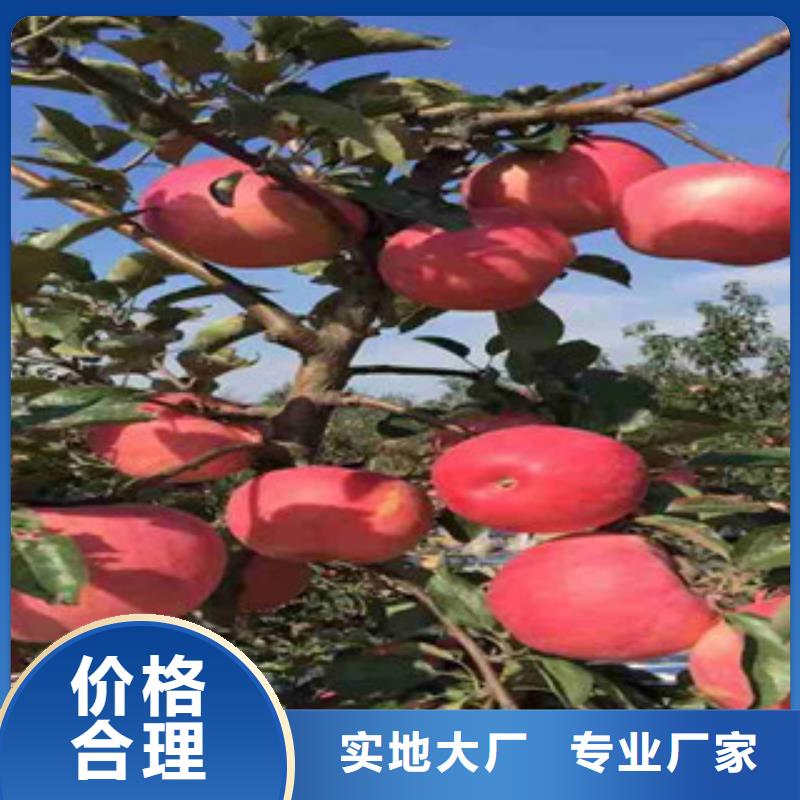 苹果苗直销厂家