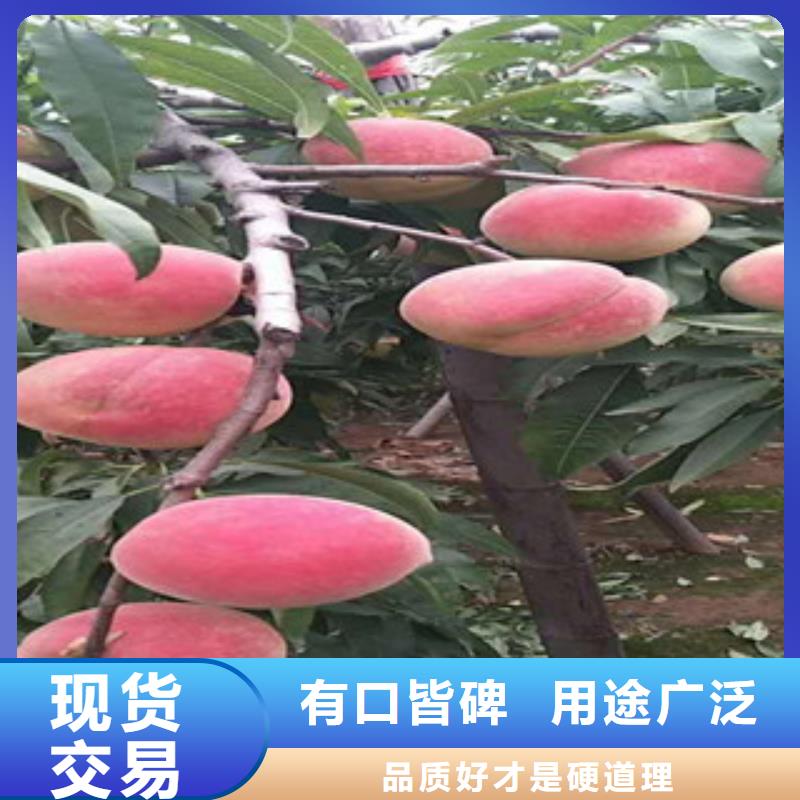 采购桃树苗【无中间商】