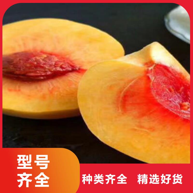 孝感桃树苗-桃树苗放心之选
