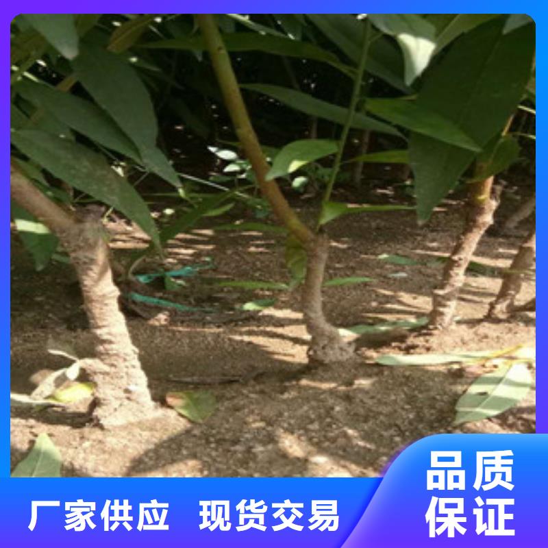 抚宁桃树苗行情