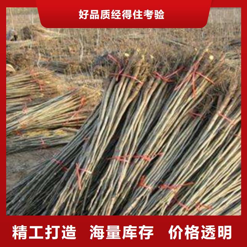 定兴库存充足的核桃苗供货商