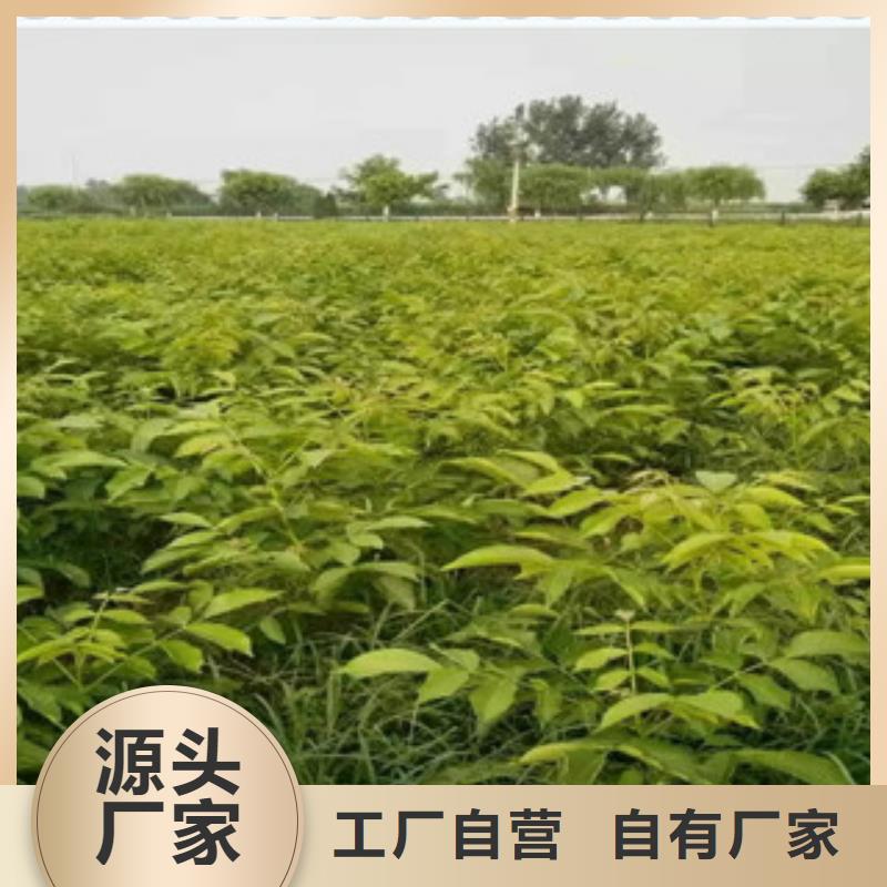 核桃苗全网低价