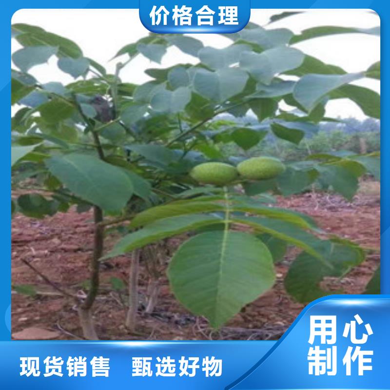 孝感核桃苗多种规格