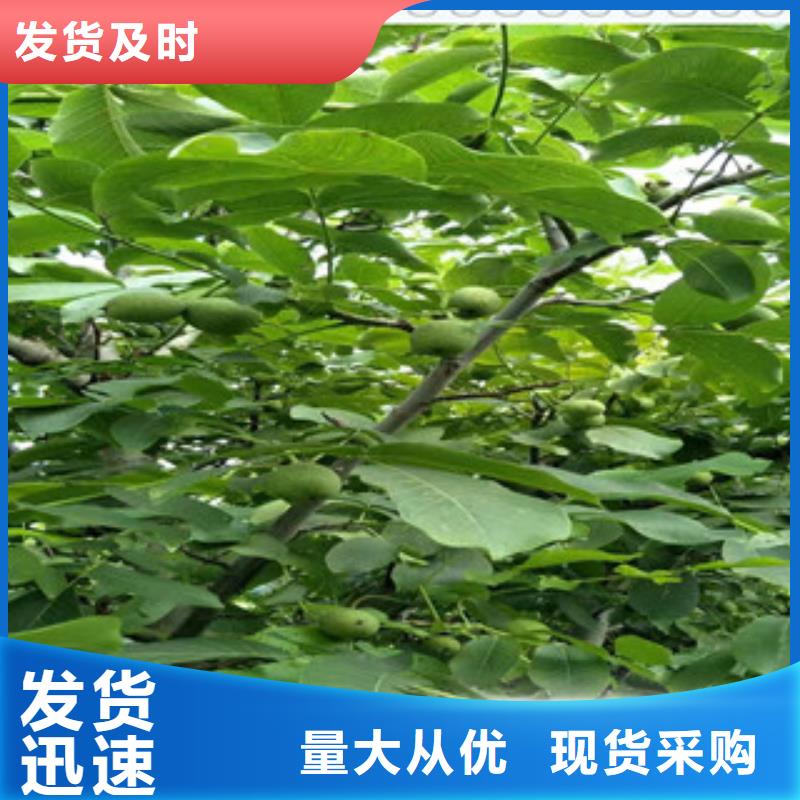 定兴核桃苗可靠满意