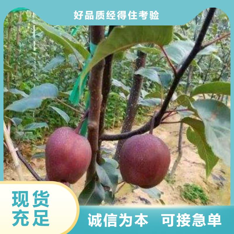 梨树苗广受好评