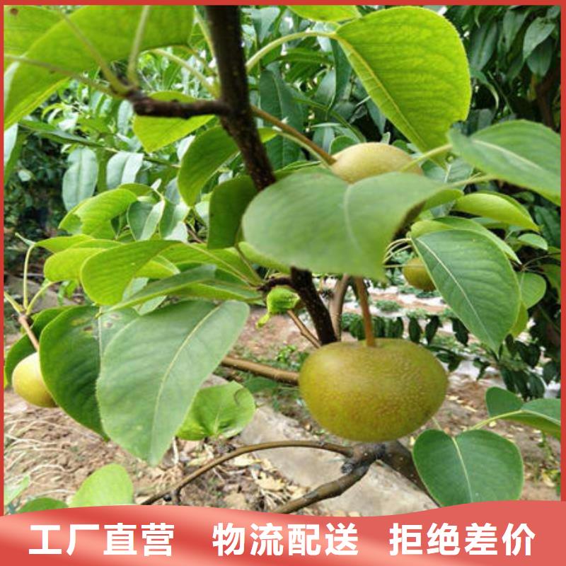 梨树苗现货批发