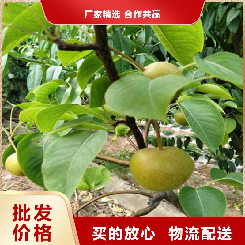 梨树苗-热销