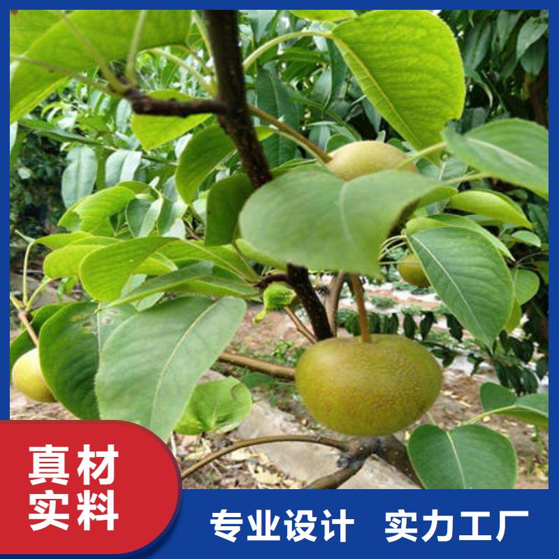 梨树苗热销货源