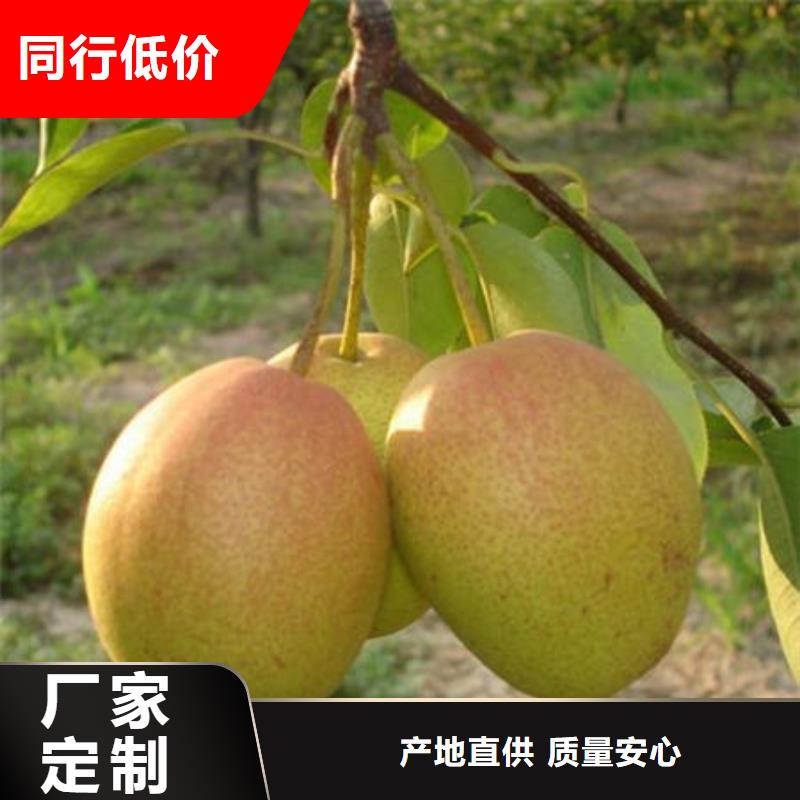 梨树苗公司