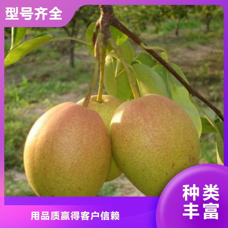 梨树苗热销货源
