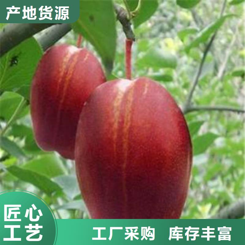 梨树苗价格合理的厂家