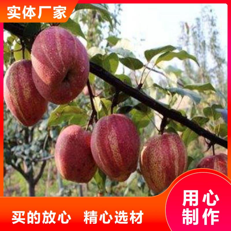 梨树苗品牌-厂家