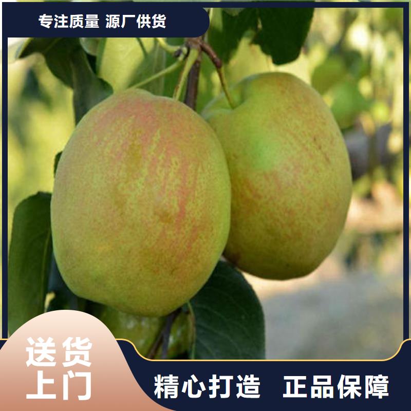 梨树苗-梨树苗好评