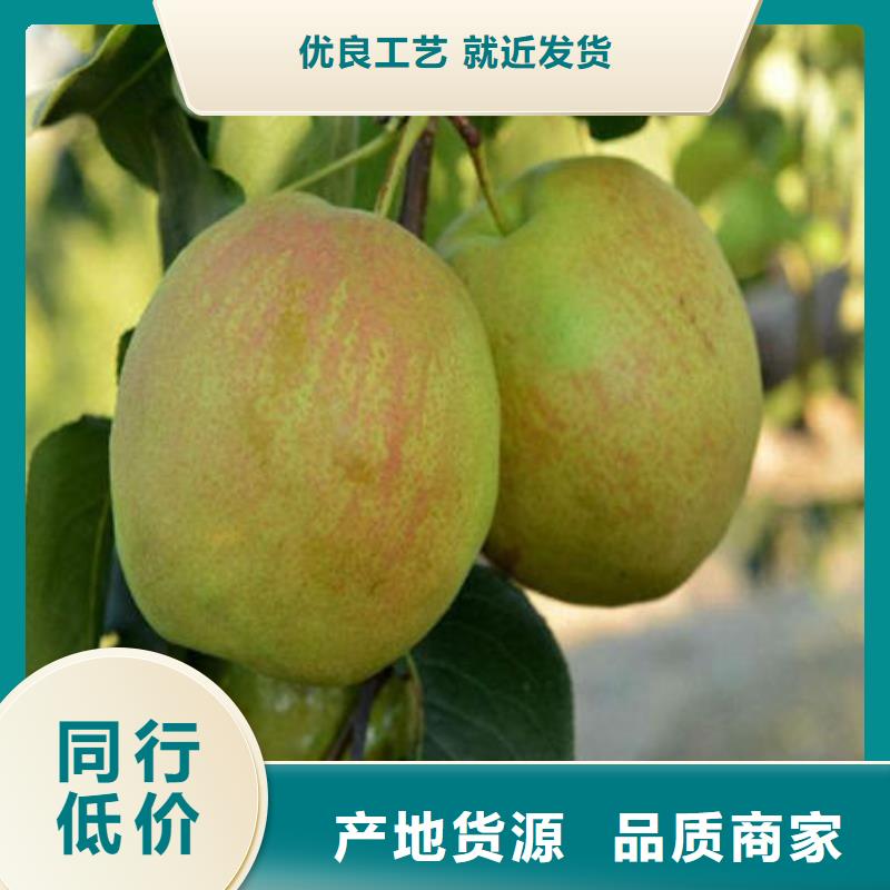 优惠的梨树苗品牌厂家