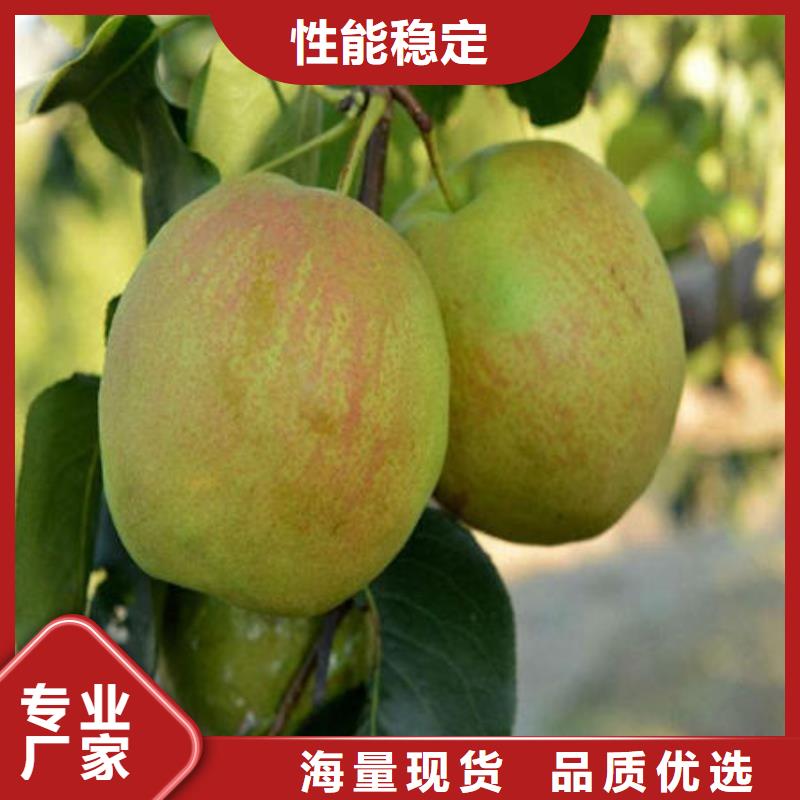 发货速度快的梨树苗供货商
