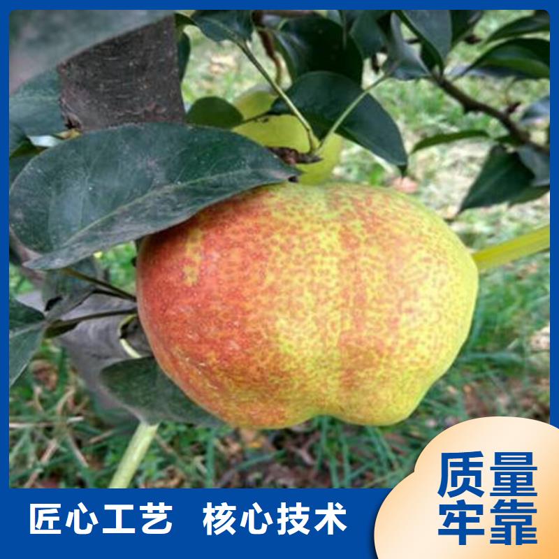 供应梨树苗