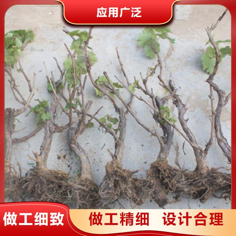 梨树苗热销货源