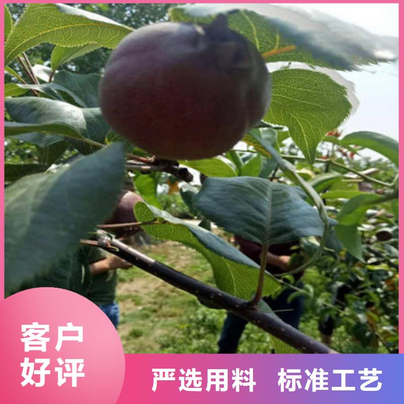 梨树苗送货上门