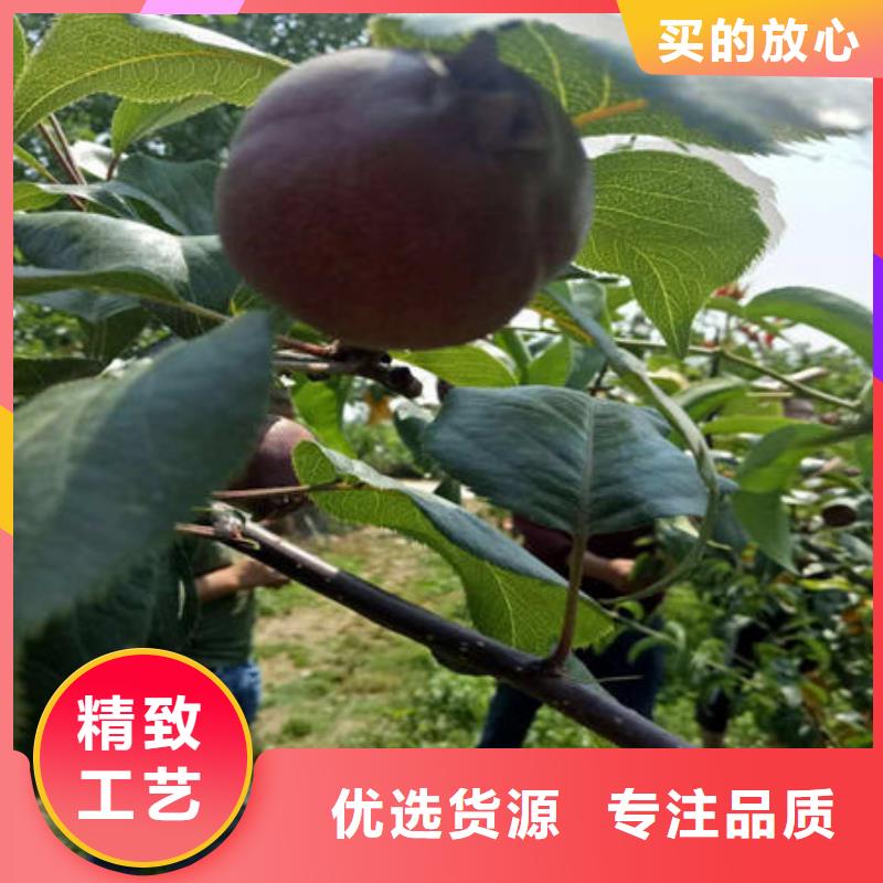 梨树苗-一心为客户
