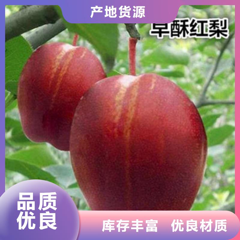 梨树苗参数