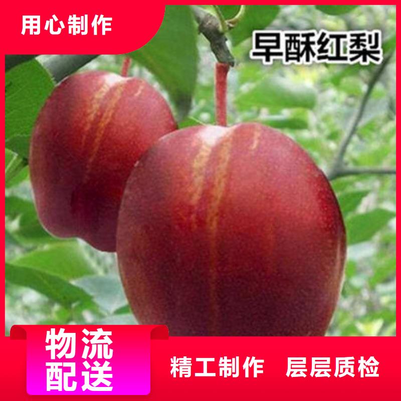 梨树苗-放心可靠