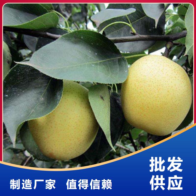 抚宁梨树苗实体厂家
