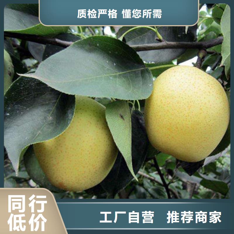 梨树苗实力大厂家
