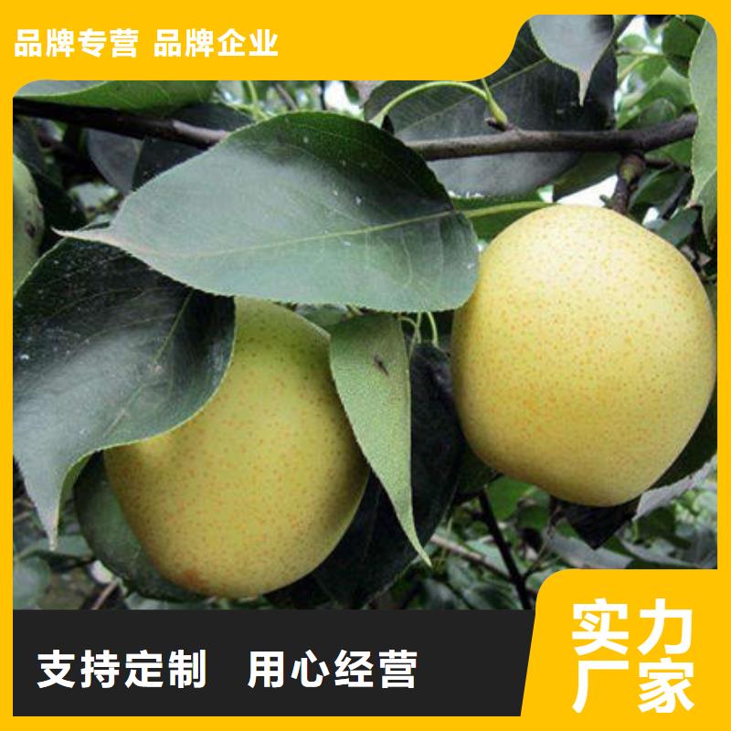 梨树苗热销货源