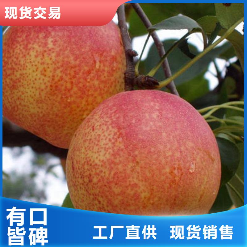 供应梨树苗
