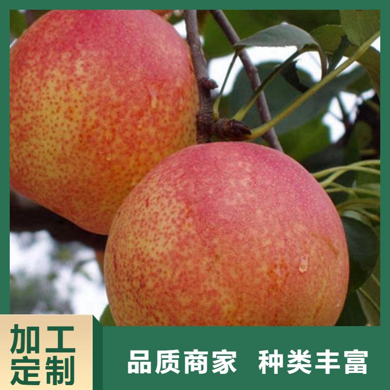 梨树苗价格低出货快