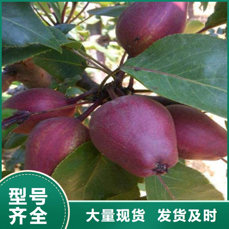 价格低的梨树苗本地厂家