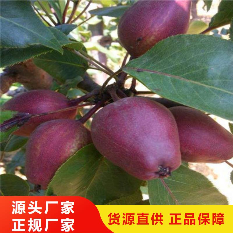 供应梨树苗-实体厂家可定制