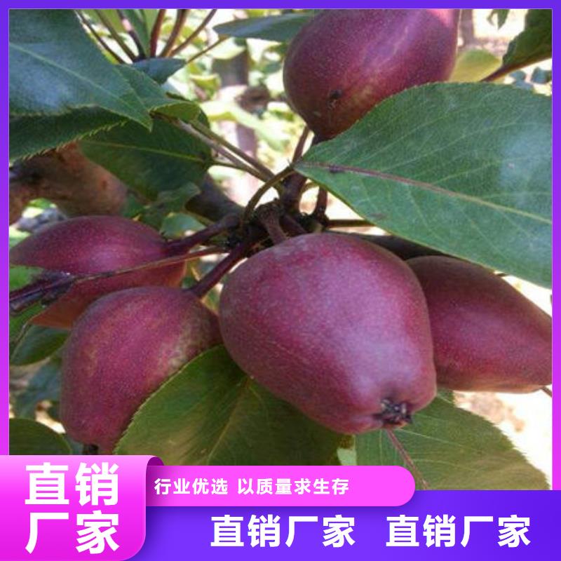 梨树苗品牌-厂家