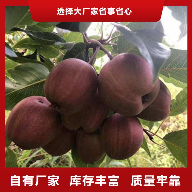 供应梨树苗