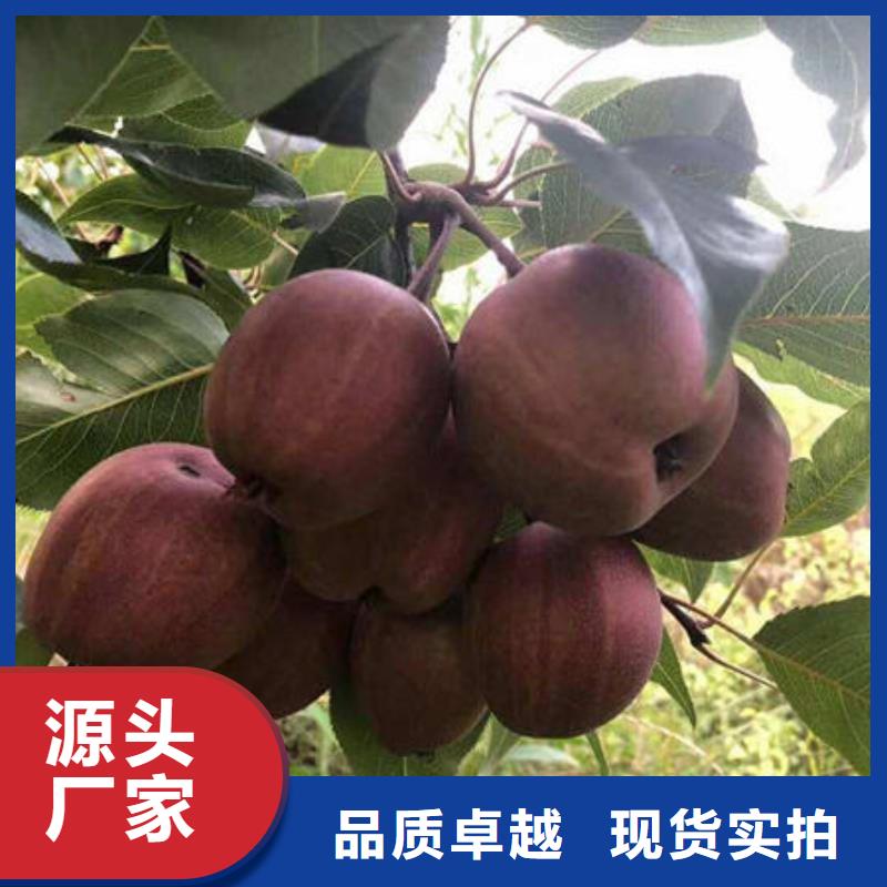 梨树苗厂家