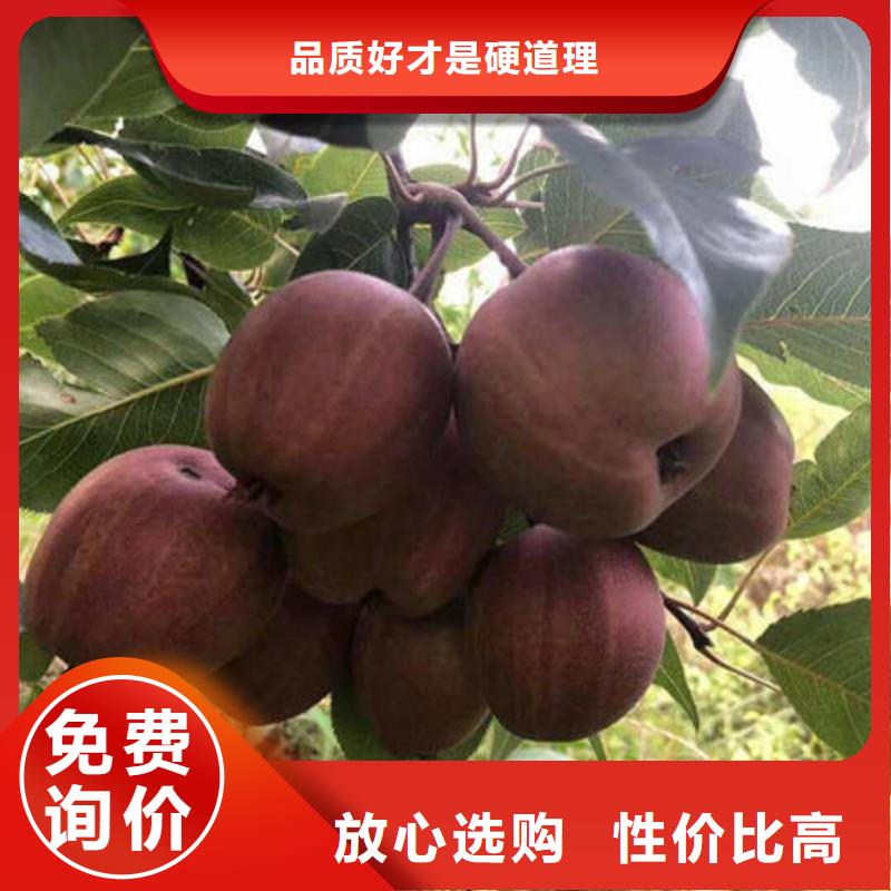 供应梨树苗