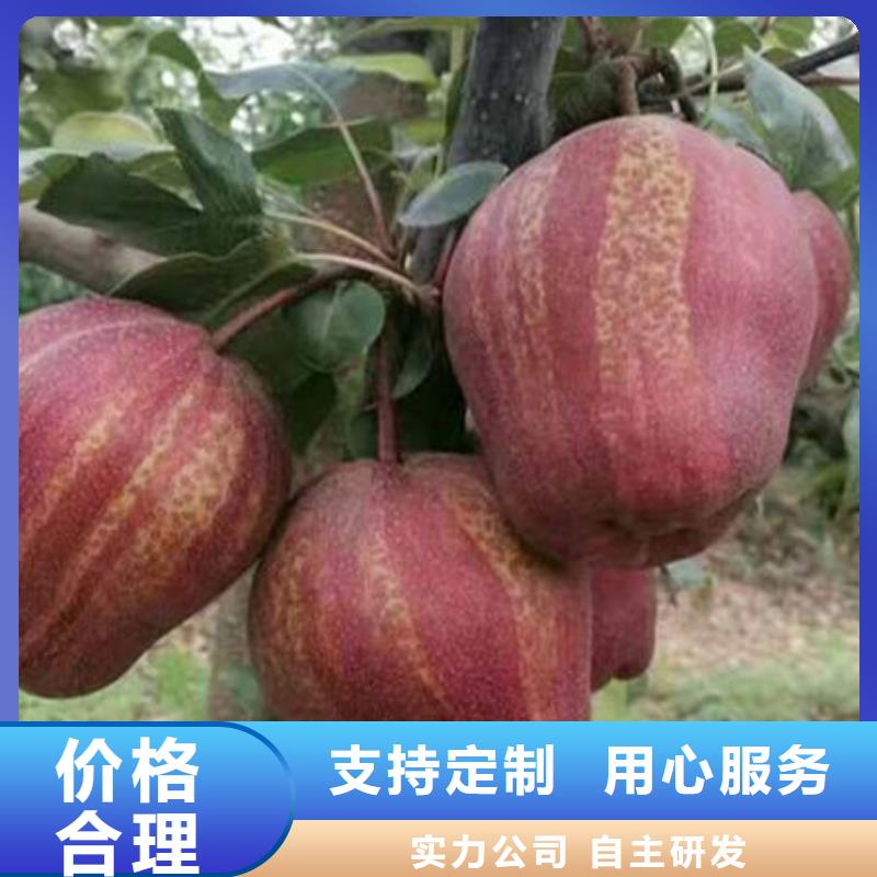 梨树苗发货及时