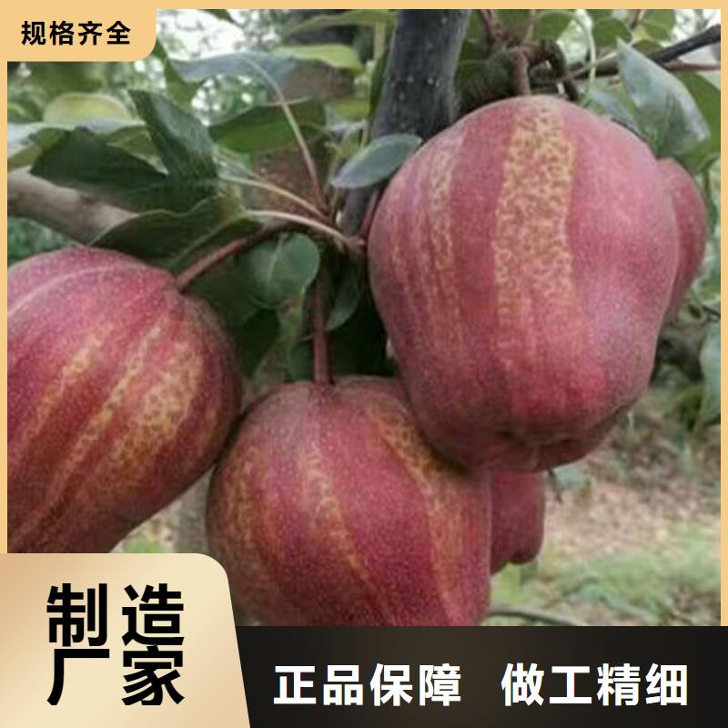 供应梨树苗