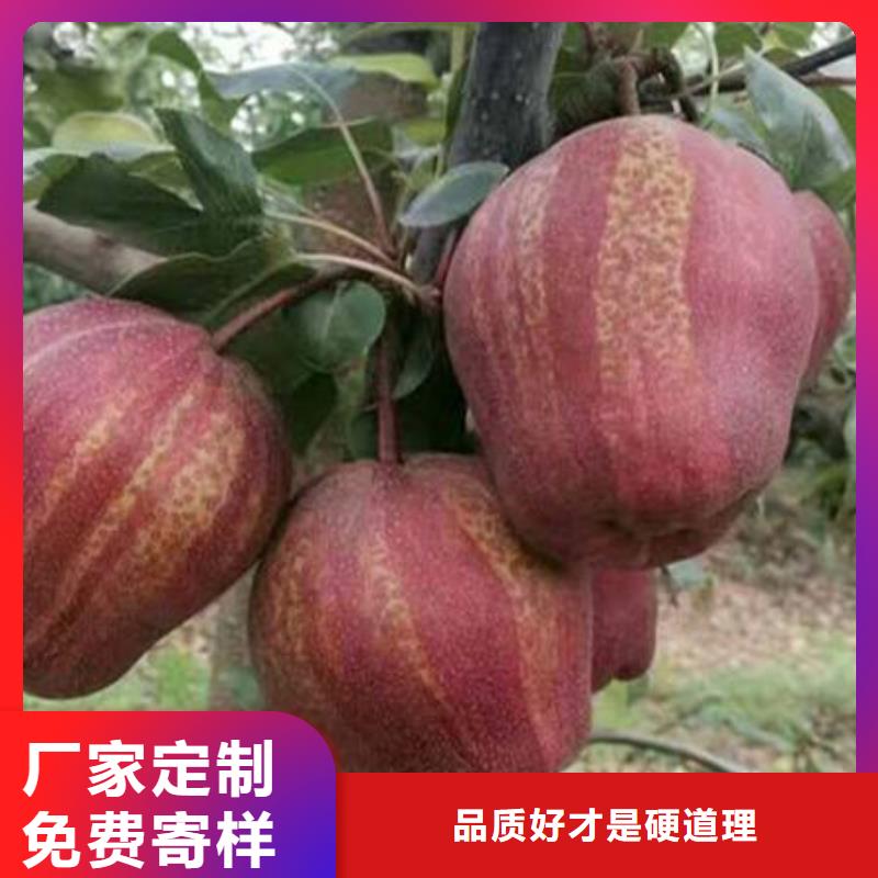 梨树苗热销货源