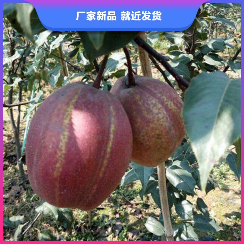 优惠的梨树苗品牌厂家