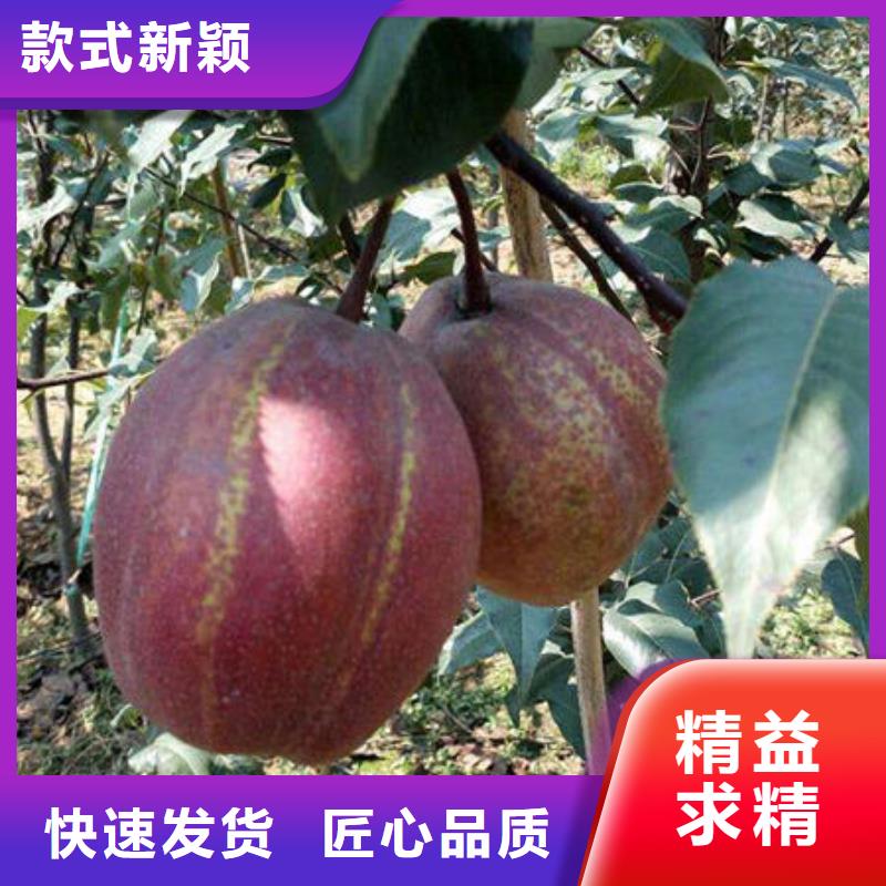 梨树苗送货上门