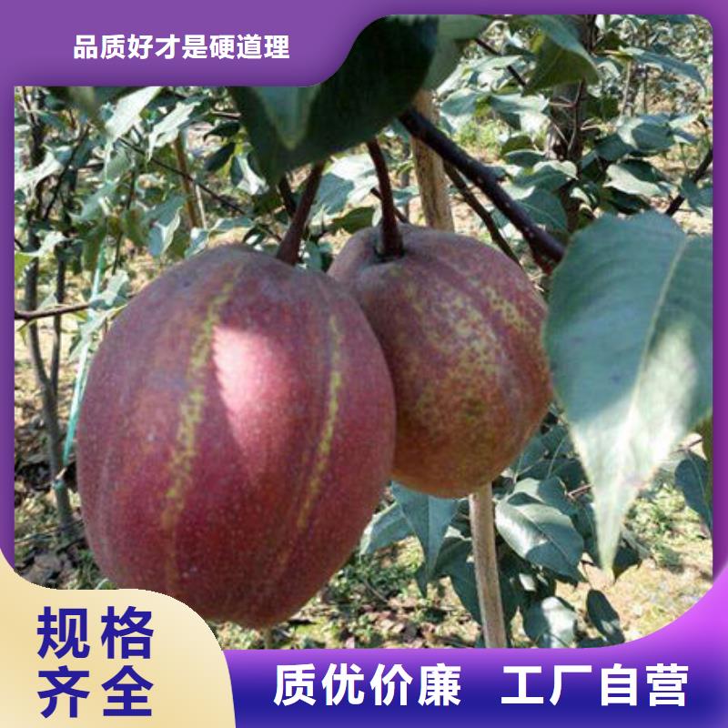 发货速度快的梨树苗供货商
