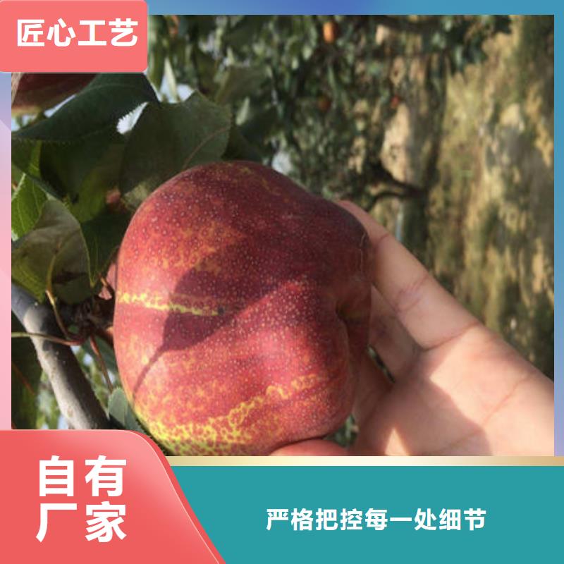 梨树苗品牌厂家价格优惠