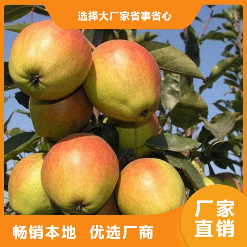 梨树苗公司