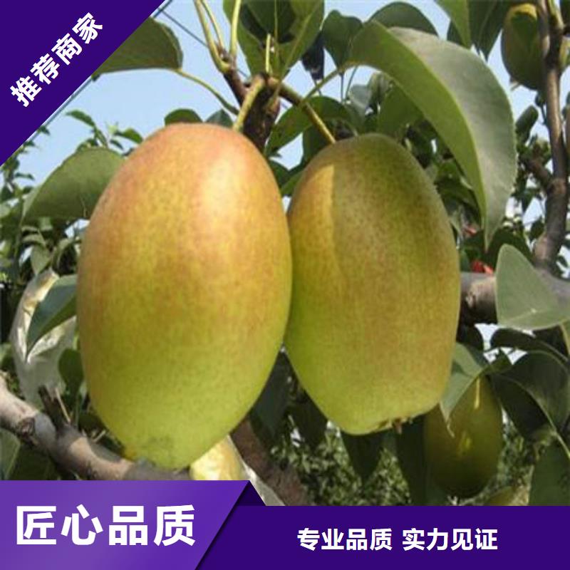 梨树苗送货上门