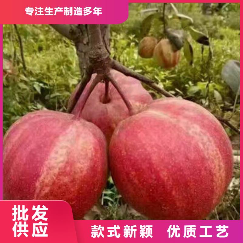梨树苗承接