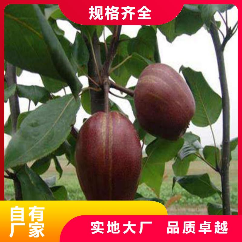 梨树苗-放心可靠